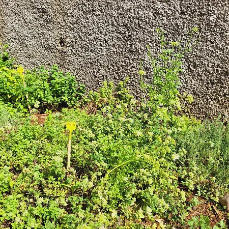 Holiday home Paradise Madeira Ocean View *