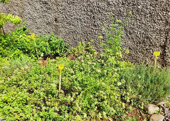 別荘 Paradise Madeira Ocean View *