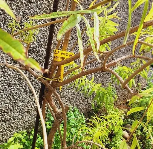 Paradise Madeira Ocean View 別荘 ファハ・ダ・オヴェルハ