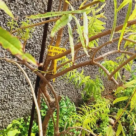 Paradise Madeira Ocean View Casa de Férias Fajã da Ovelha